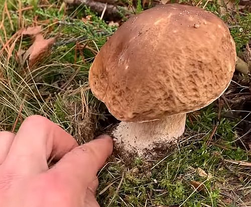 грибы боровики белые грибы где собирать